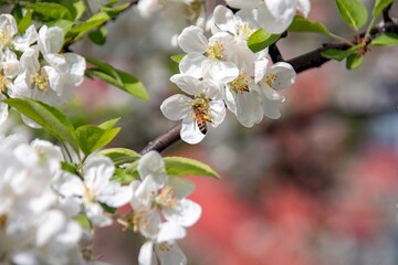 Bee pollinates white cherry flowers in a small park in the city of Munich in spring