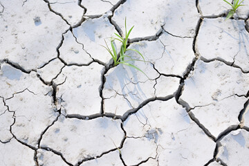 Two plants sprouting out of the cracked ground, Generative AI