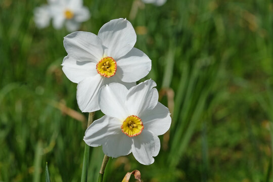 White The Poet’s Daffodil, Narcissus ‘Actaea’ in flower.