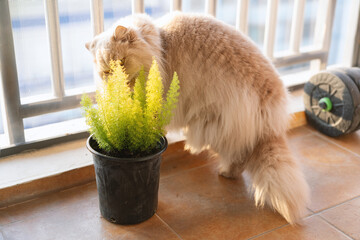 The cute yellow fat British long-haired pet cat found a small insect, his eyes became sharp, and he...