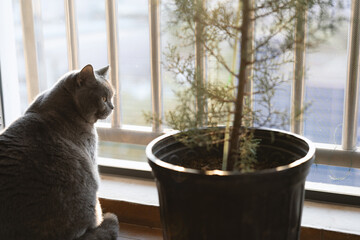 The cute gray British short-haired pet cat likes the plants on the owner's balcony very much. He...