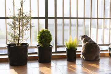 The cute gray British short-haired pet cat likes the plants on the owner's balcony very much. He...