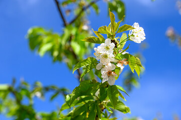 White flowers of sour cherry. Blooming sour cherry tree in orchard. Prunus cerasus. Close up of blooming tree in spring. 