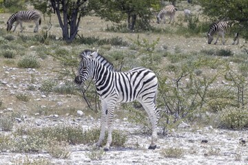 Picture of a zebra foal standing on wide grassland in Namibia