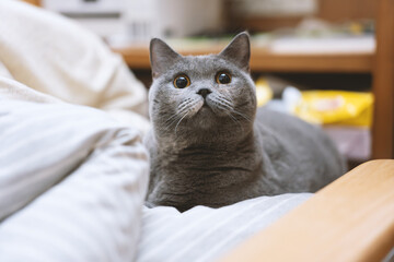 The cute gray and slightly fat British shorthair cat is sleeping soundly on the sofa bed. Occasionally, he will sleep with his owner in his arms. His sleeping position is very funny. - obrazy, fototapety, plakaty