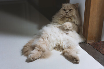 The cute light yellow and slightly fat British long-haired cat seems a little unhappy today, and...