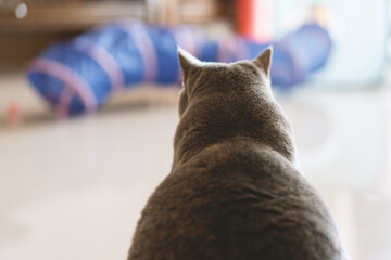 Cute gray fat British shorthair pet cat, who was once abandoned, wary and afraid of things, is now...