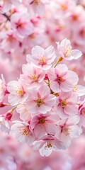 cherry blossoms bloom closeup. pink flowers