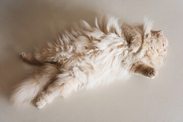 The cute light yellow and slightly fat British long-haired cat seems a little unhappy today, and his mood is relatively low. Even his sleeping position looks like he is sulking. - obrazy, fototapety, plakaty
