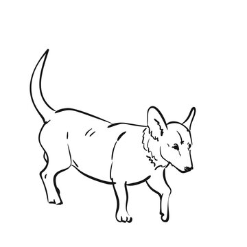 Dog walking, Hand drawn illustration, Vector sketch of pet animal isolated