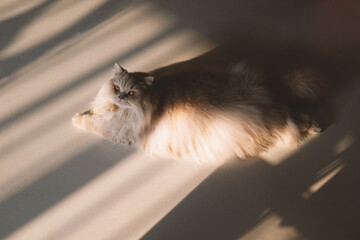 Title: The Cream British Longhair Cat Has Beautiful Eyes, Dilating Pupils in Dim Light, Appearing...