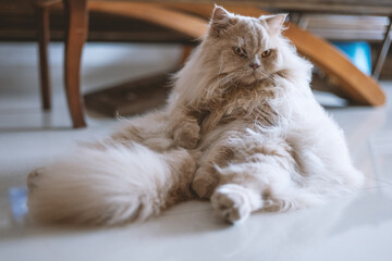 The cute light yellow and slightly fat British long-haired cat was sleeping comfortably on the floor in a funny sleeping position. When he woke up, he seemed to want to be hugged by his pet owner. - obrazy, fototapety, plakaty