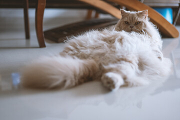 The cute light yellow and slightly fat British long-haired cat was sleeping comfortably on the...