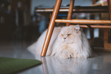 Title: The Cream British Longhair Cat Has Beautiful Eyes, Dilating Pupils in Dim Light, Appearing...