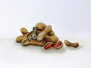 Tamarind fruit on a white background closeup of art. Peanuts and meerkat on a white background
