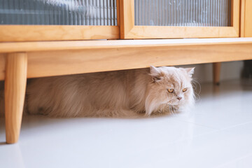 The cute light yellow and slightly fat British longhair cat is sleeping soundly in the cat's nest...