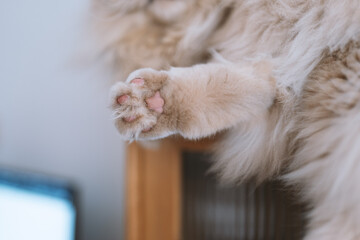 The cute light yellow and slightly fat British longhair cat is sleeping soundly in the cat's nest on the cat climbing frame. The sun shines through the window on its pink cat paws. - obrazy, fototapety, plakaty