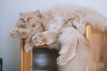 The cute light yellow and slightly fat British longhair cat is sleeping soundly in the cat's nest...