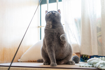 Cute gray fat British shorthair pet cat, who was once abandoned, wary and afraid of things, is now doing well after being adopted by his pet owner