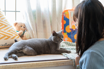 The cute gray and slightly fat British shorthair cat was curiously inspecting the situation in the...