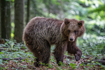 Braunbär (Ursus arctos) im Wald, Nahaufnahme eines frei lebenden Tiers in Slowenien