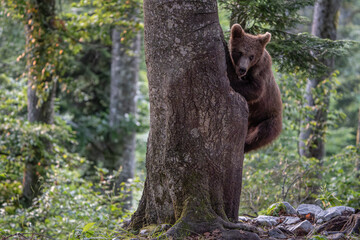 junger Braunbär (Ursus arctos) klettert auf einen Baum, Nahaufnahme eines frei lebenden Tiers in...