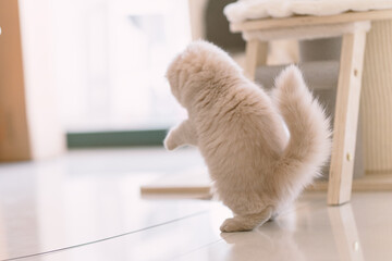 The cute light yellow and slightly fat British long-haired kitten is lying on the ground or playing with cat toys on the orange sofa bed. It is completely focused on it, with only the waving cat stick - obrazy, fototapety, plakaty
