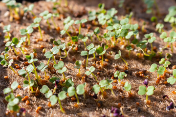 Rucola and basil sprouts, close up. Spring gardening. Young greenery. Healthy food. Micro green on balcony window. Cultivated plant. Home garden. Springtime seeding. - 781269285