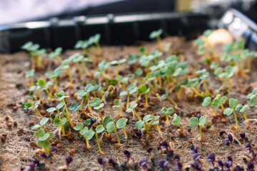 Rucola and basil sprouts, close up. Spring gardening. Young greenery. Healthy food. Micro green on balcony window. Cultivated plant. Home garden. Springtime seeding. - 781269294