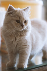 The cute, light yellow and slightly obese British long-haired kitten cat lies on the ground or on...