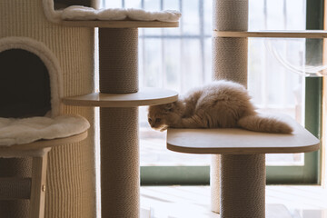 The cute, light yellow and slightly obese British long-haired kitten cat lies on the ground or on the sofa bed work table, looking at the pet owner with a praying and pitiful look and big round eyes - obrazy, fototapety, plakaty