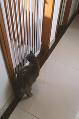Cute gray fat British shorthair pet cat, who was once abandoned, wary and afraid of things, is now...