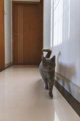 Cute gray fat British shorthair pet cat, who was once abandoned, wary and afraid of things, is now...