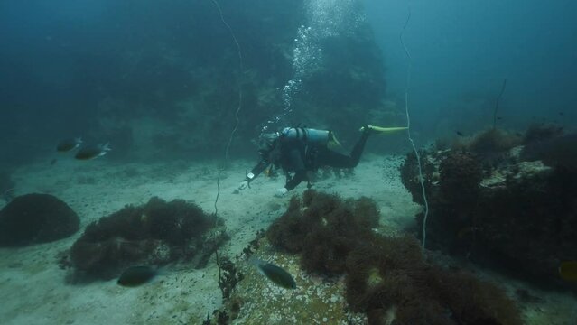 Diver diving through Anemones and Sand
