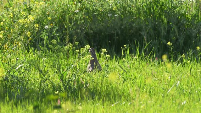 perdiz entre la maleza