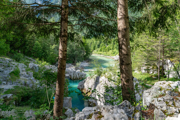 türkiser Soca (Isonzo) Fluss im Triglav Nationalpark in Slowenien, schlängelt sich durch Wald - obrazy, fototapety, plakaty