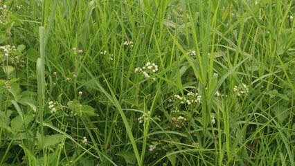 Alang-alang or ilalang (Imperata Cylindrica) is a type of grass with sharp leaves, which often becomes a weed on agricultural land