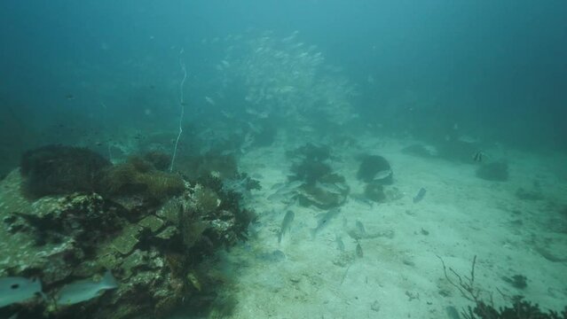 Black spotted snappers in the blue