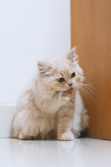 The cute, light yellow and slightly obese British long-haired kitten cat lies on the ground or on the sofa bed work table, looking at the pet owner with a praying and pitiful look and big round eyes