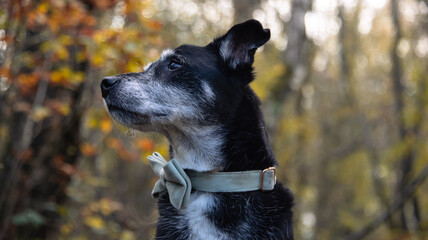 Portrait of a dog in the woods