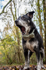 Yawning portrait of a dog