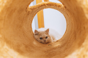 A cute cream-colored British longhair kitten who loves to play and sleep on its cat tree. The furry...