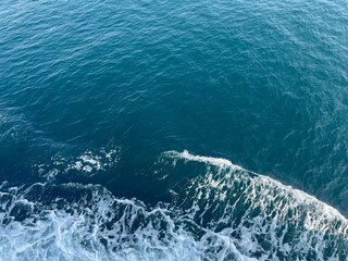 Fototapeta premium dolphins in the sea
