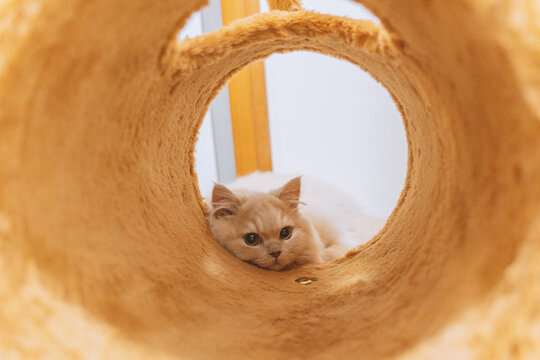 A cute cream-colored British longhair kitten who loves to play and sleep on its cat tree. The furry little feline with its curious big eyes and large paws exudes warmth and happiness.