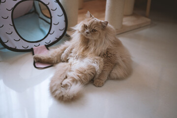 The cute, light yellow and slightly obese British long-haired cat lies on the ground or on the sofa...