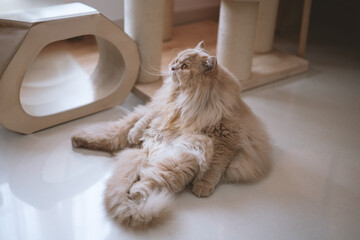 The cute, light yellow and slightly obese British long-haired cat lies on the ground or on the sofa bed or work table, looking at the pet owner with a praying and pitiful look and big round eyes - obrazy, fototapety, plakaty
