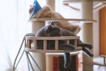 The cute gray and slightly obese British shorthair cat is sleeping soundly on the sofa bed. Occasionally he sleeps with his owner in his arms, and sometimes he sleeps on the cat climbing frame.  - obrazy, fototapety, plakaty