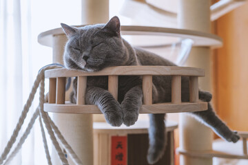 The cute gray and slightly obese British shorthair cat is sleeping soundly on the sofa bed....