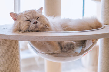 The cute light yellow and slightly fat British longhair cat is sleeping soundly in the cat's nest...