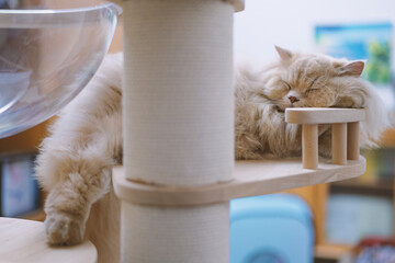 The cute yellow fat British long-haired pet cat likes its cat climbing frame very much. It is so...